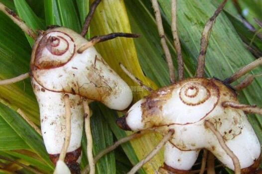 教你如何辨別白芨的真假